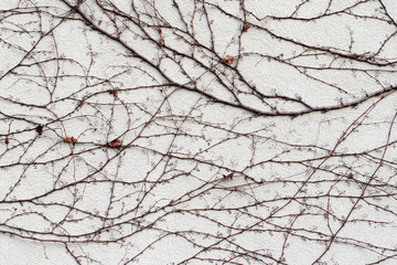 Plant on a concrete wall