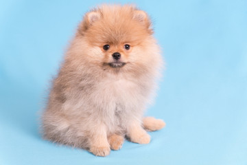 Young puppy Spitz looks at the camera, on blue background