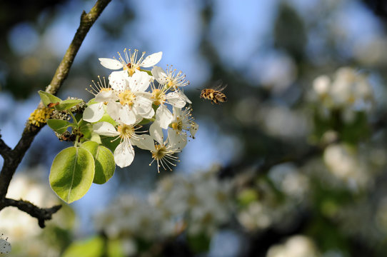 Biene an Apfelblüte