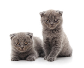 Little gray kittens.