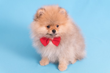 Young puppy Spitz with red butterfly on blue background
