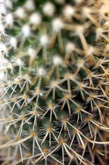 Naklejka na ściany i meble Detail of thorny cactus (Macro close-up)