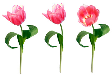 spring flowers tulips