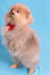 Young puppy Spitz with red butterfly on blue background