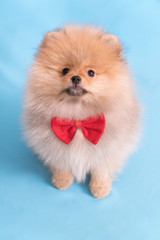 Young puppy Spitz with red butterfly looks at the camera, on blue background