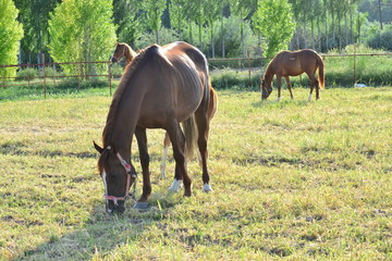 horses are both a useful and charming friend for people