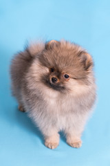Young puppy Spitz looks at the camera, on blue background