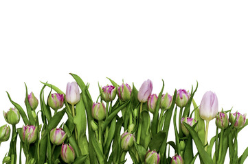 Tulips on an isolated white background. Beautiful bouquet of spring flowers on white background. Holidays card. 