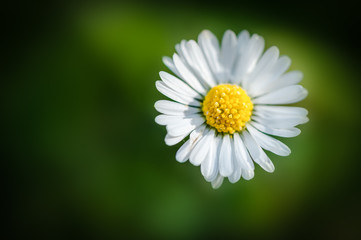 Fototapeta premium Weisse Blüte Gänseblümchen isoliert vor grünem Hintergrund 