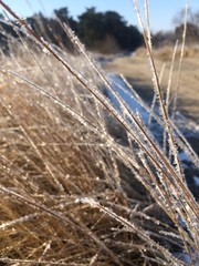 Fototapeta premium grass