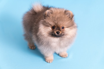 Young puppy Spitz looks at the camera, on blue background