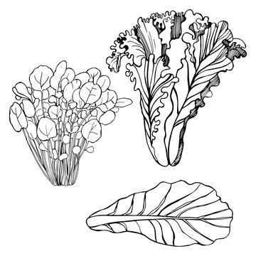 Hand drawn different kinds of lettuce on white background. Green leaf, Mache.