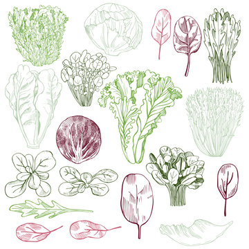 Hand drawn different kinds of lettuce. Vector background.
