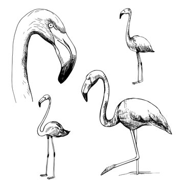 Flamingos. Vector sketch  illustration.
