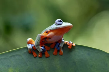 Crédence de cuisine en verre imprimé Grenouille Tree frog, Javan tree frog on leaves, animal