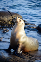 Fototapeta premium Contented Sea Lion at La Jolla, CA