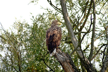 Orzeł Bielik -czatując na ofiarę © zmija5