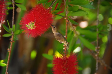 hummingbird on a red flower