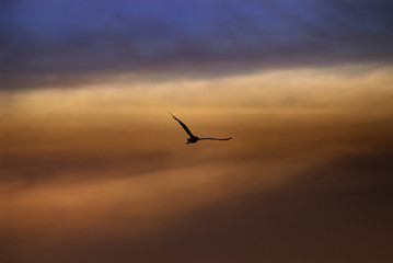 Fly_one