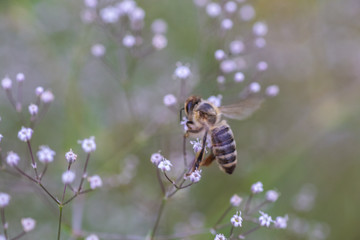 Bee collect nectar on white small flower Gypsophila paniculata, baby's breath, common gypsophila, panicled baby's-breath