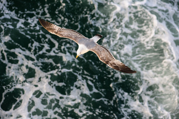A seagull flying over the sea.