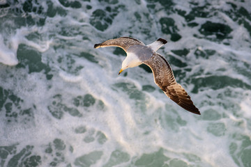 A seagull flying over the sea.
