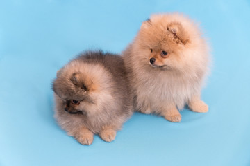 pomeranian puppy the age of 2 month isolated on blue