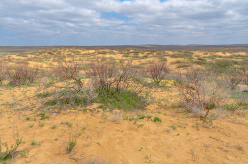 sparse vegetation on yellow sand dunes in spring  Khulkhuta, Republic of Kalmykia