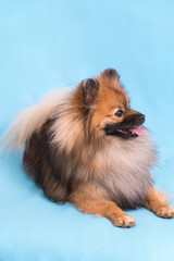 Young Spitz posing on camera, on blue background