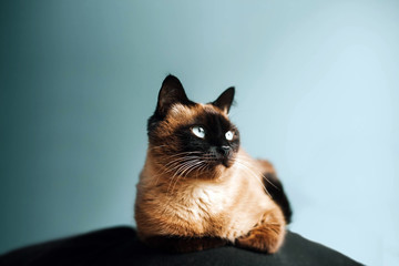 blue eyed siam lazzy cute pet cat tease.Thai cat