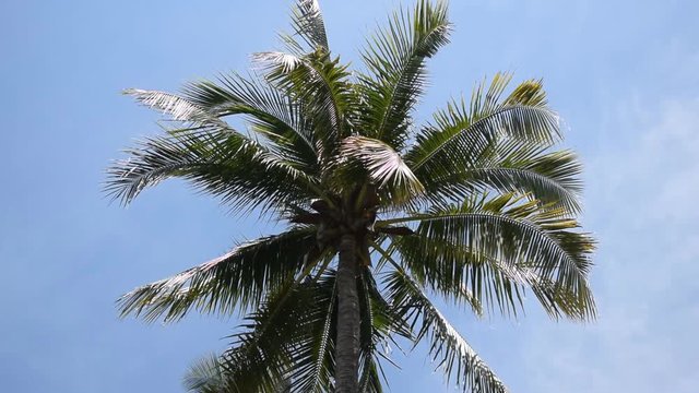 Coconuts palm tree swaying with the wind, set against a clear blue sky.