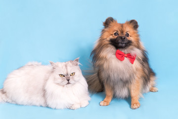 White cat and spitz dog together. looking at camera. isolated on blue background