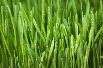 Plakat Background of green grass with water drops