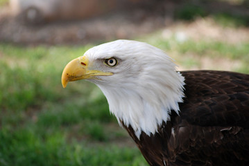 Fototapeta premium Aguila calva americana