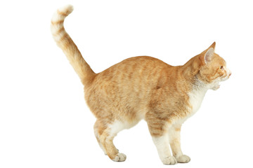 Beautiful ginger cat isolated on white background