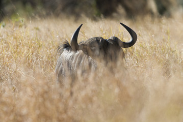 Black wildebeest, Africa