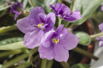Obraz premium purple flowers Viola close-up home plant