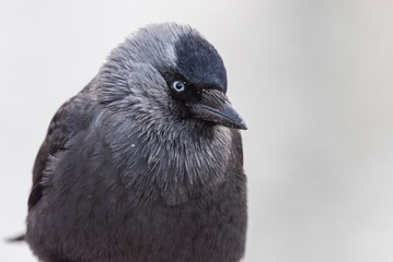 zimowy portret ptaka, profil kawki, 