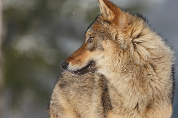 Wolf im Winter