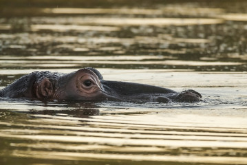 Hippopotamus, Kruger National Park