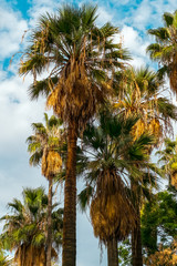 Fototapeta na wymiar Palm trees garden