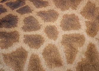 Genuine leather skin of Giraffe