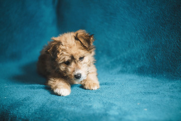 small puppy without pedigree on a plaid in the studio and at home