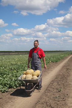 Farmer transporting heap of melon in wheelbarrow in melon and watermelon field