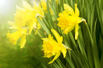 Beautiful blooming yellow daffodils are illuminated by sunlight