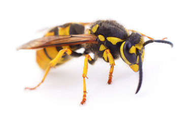 Wasp isolated on white.