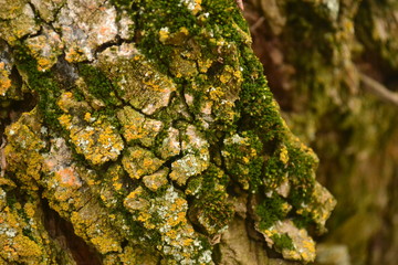 They live in lichen walls, fences, tree bark, stones, rocks.