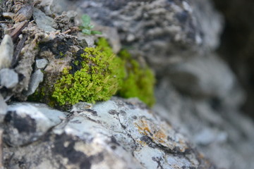 They live in lichen walls, fences, tree bark, stones, rocks.