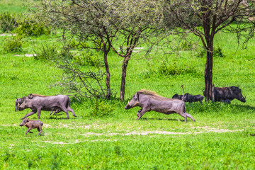 Warthogs in Tarangire National Park, Tanzania.