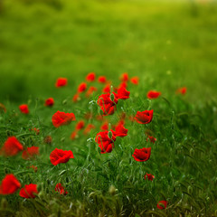 Fototapeta na wymiar Papaver rhoeas (Corn poppy Corn rose Field poppy Flanders poppy Red poppy Red weed Coquelicot) in the summer meadow